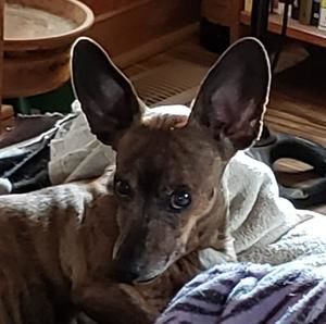 Meet your Posher, Carolyn